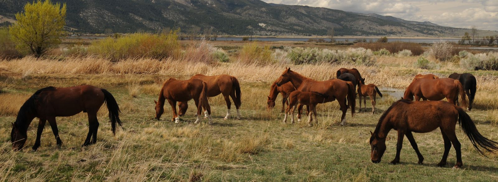 Horses grazing